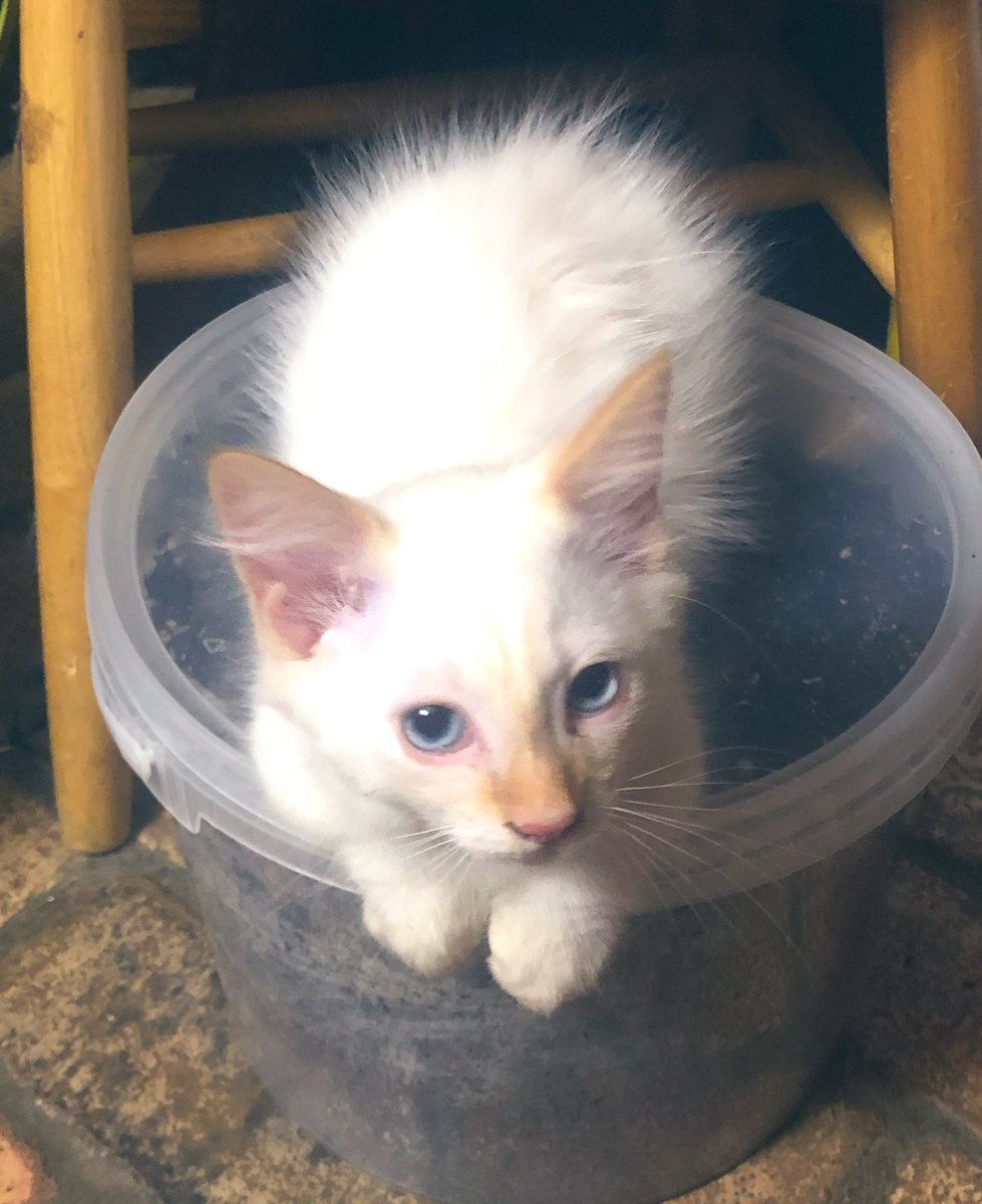jungle_os's tweet photo. Power is back on! *finally*! Before bed, I found the kittens playing in the laundry room... Oliver found a cozy flower pot & I hope Pearl isn’t planning to “plant” her brother w/ that bucket of potting soil she found... 🌱 #kittenmischief #cats #catsofTwitter https://t.co/APK6lG7p5O