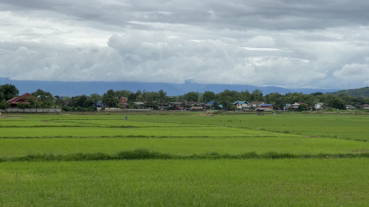 nanseasons's tweet photo. The rice field in the area of Nan Seasons Boutique. ปลายไร่ปลายนาที่น่านซีซั่นส์ รอบๆบริเวณตอนนี้มองไปทางไหนก็สวย ต้นข้าวเริ่มเติบโต ทำให้ทุ่งสีเขียวตัดกับภูเขาและเมฆหมอกได้อย่างลงตัว
#ที่พักน่าน #ที่พักริมทุ่งนา #ที่พักใกล้วัดพระธาตุแช่แห้ง #น่านพักไหนดี #nanseasons #nanhotel https://t.co/IdcCNgNCTW