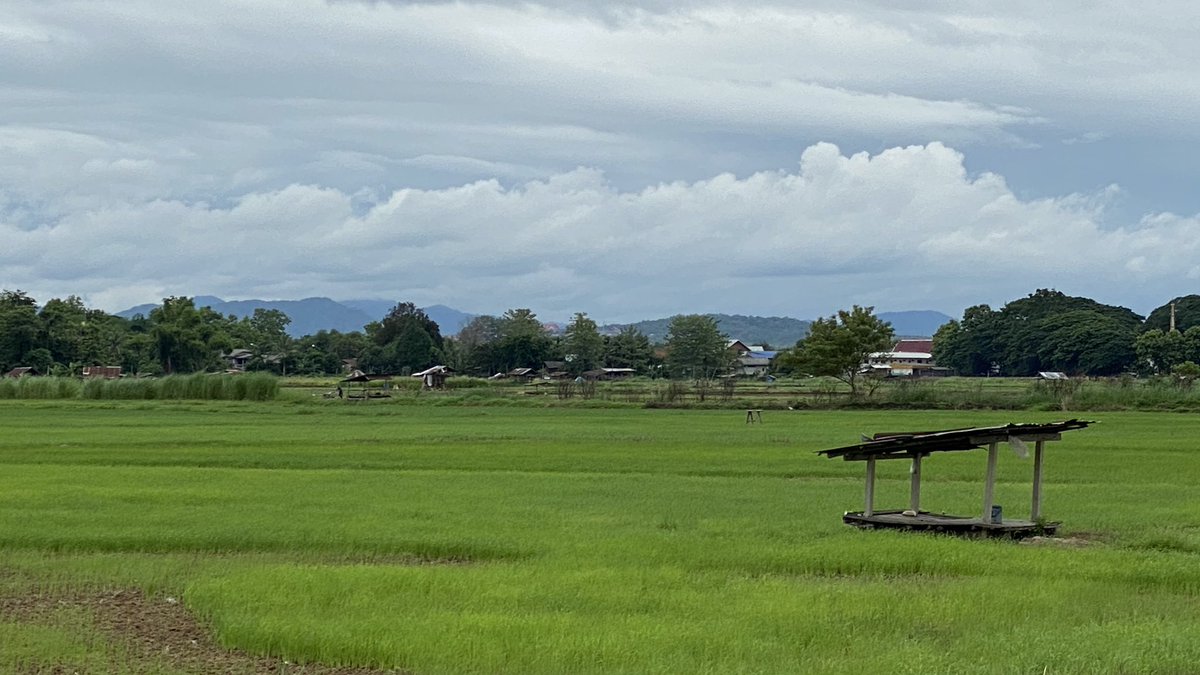 nanseasons's tweet photo. The rice field in the area of Nan Seasons Boutique. ปลายไร่ปลายนาที่น่านซีซั่นส์ รอบๆบริเวณตอนนี้มองไปทางไหนก็สวย ต้นข้าวเริ่มเติบโต ทำให้ทุ่งสีเขียวตัดกับภูเขาและเมฆหมอกได้อย่างลงตัว
#ที่พักน่าน #ที่พักริมทุ่งนา #ที่พักใกล้วัดพระธาตุแช่แห้ง #น่านพักไหนดี #nanseasons #nanhotel https://t.co/IdcCNgNCTW