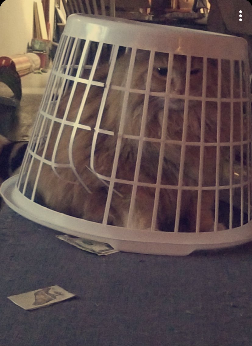 naynay954's tweet image. #savesimba @dominquee_