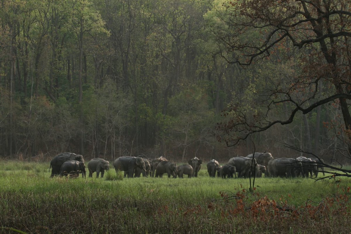 In the corridors of human-elephant co-existence.1/ This thread is dedicated to the most magnificent of the animals on earth, the Elephant. Huge yet humble, powerful yet responsible, intelligent yet unassuming, it is held in great awe and reverence. And, it is feared too.