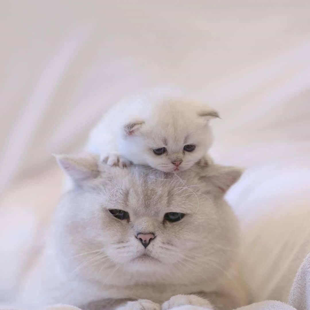 พี่อ้อนน้องออย