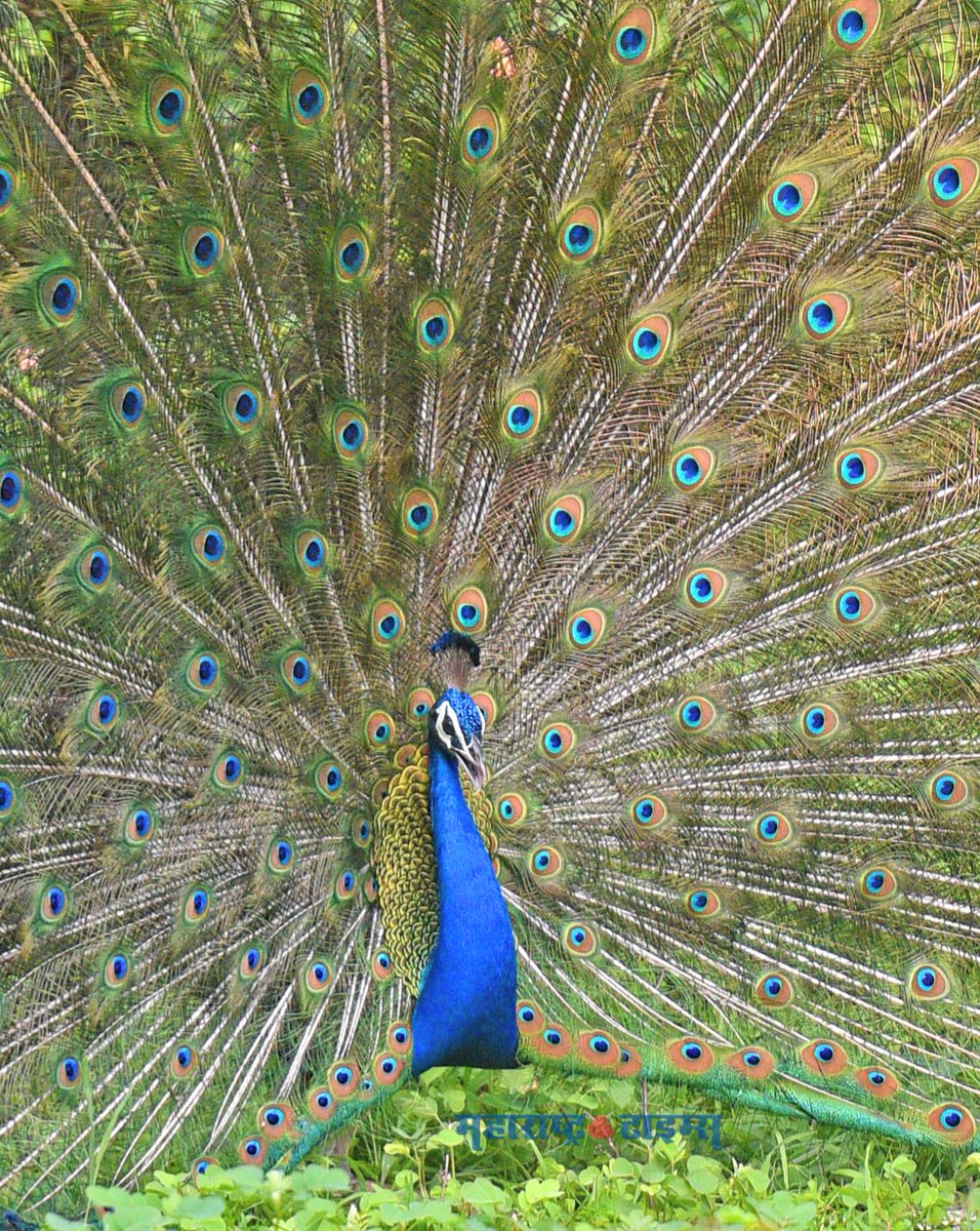 Matapune's tweet photo. #PHOTO: घोरपडी येथील सोपानबाग परिसरात मोराने दिलेले ऋतुआगमनाचे शुभवर्तमान.
(छायाचित्रे: अमित रुके)
@mataonline @ParagKMT
@ShreedharLoniMT @shree_brahmeMT @MTjitendra @chaitralicMT
#MTPune #MaharashtraTimes https://t.co/sYtj47r6v2