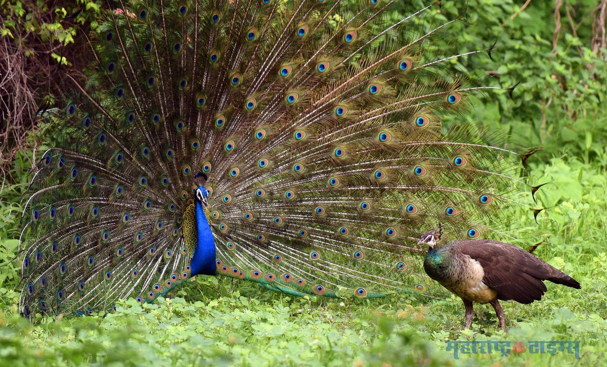 Matapune's tweet photo. #PHOTO: घोरपडी येथील सोपानबाग परिसरात मोराने दिलेले ऋतुआगमनाचे शुभवर्तमान.
(छायाचित्रे: अमित रुके)
@mataonline @ParagKMT
@ShreedharLoniMT @shree_brahmeMT @MTjitendra @chaitralicMT
#MTPune #MaharashtraTimes https://t.co/sYtj47r6v2