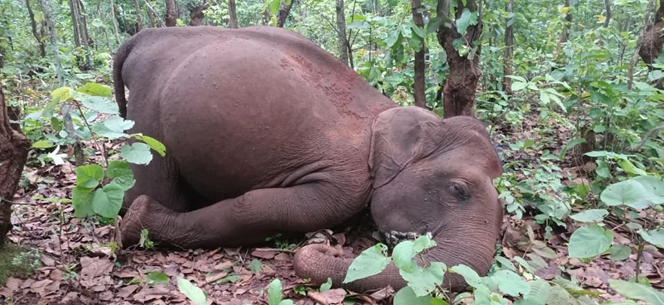 2/ Recent deaths of elephants, most notably that of the pregnant elephant in Kerala, have shaken the collective conscience of the society. Foresters, generally held responsible, are equally, if not more, pained by such unfortunate incidents & unnatural death of any wild animal.