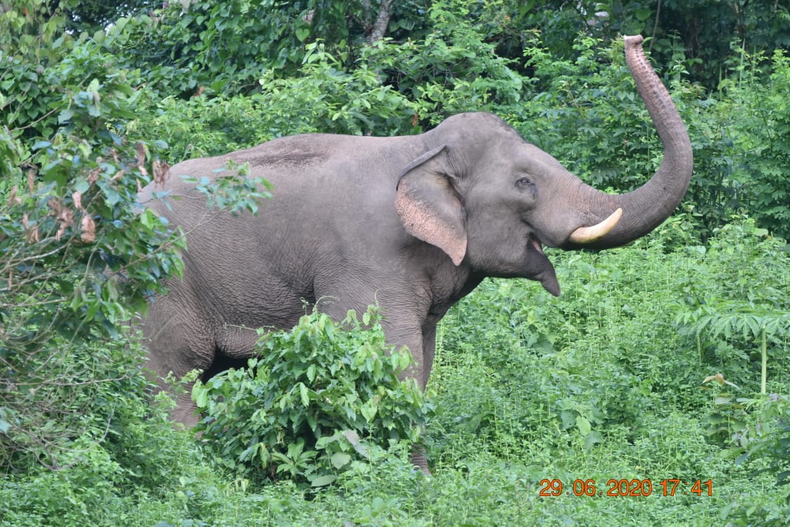 3/ I remember having spent many a sleepless nights and anxious days dealing with extreme human-elephant conflict situations in my Division during 2004-08. A major part of my tenure was devoted to preventing such occurrences. The situation has not changed much over the years.