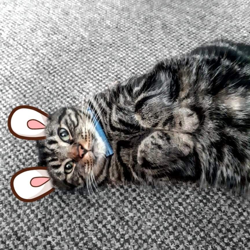 iii_senior's tweet photo. Good morning #caturday my fur friends. Weekend started early but today Mum woke me up for change. Have a good weekened and stay safe. Me as a rabbit again🙀🙀😸😸😹😹😹

@SoxandD @KatsKitties @2018PrinceHarry @has 

#caturday #catinaction #funnycat #chunkycat #fatcat https://t.co/myGKNcojqE