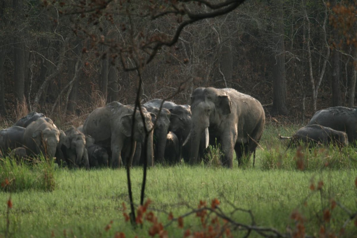 9/ The Elephas maximus or the asian elephant distribution is, however, now restricted to just 15% of their original range in India, Nepal, Bhutan, Bangladesh, Sri Lanka, Myanmar, Thailand, Laos, Cambodia, Vietnam, China, Malaysia, and Indonesia.