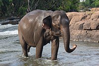 9/ The Elephas maximus or the asian elephant distribution is, however, now restricted to just 15% of their original range in India, Nepal, Bhutan, Bangladesh, Sri Lanka, Myanmar, Thailand, Laos, Cambodia, Vietnam, China, Malaysia, and Indonesia.
