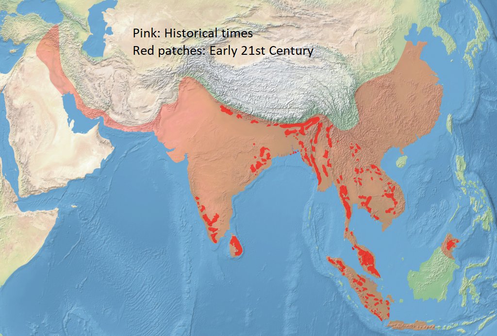 8/ More than 100,000 Asian elephants are estimated to have existed at the start of the 20th century, but they have been reduced by ~50% in next 100 years . Asian elephants used to roam across most of Asia- from modern day Iraq in West Asia to whole of South East Asia.
