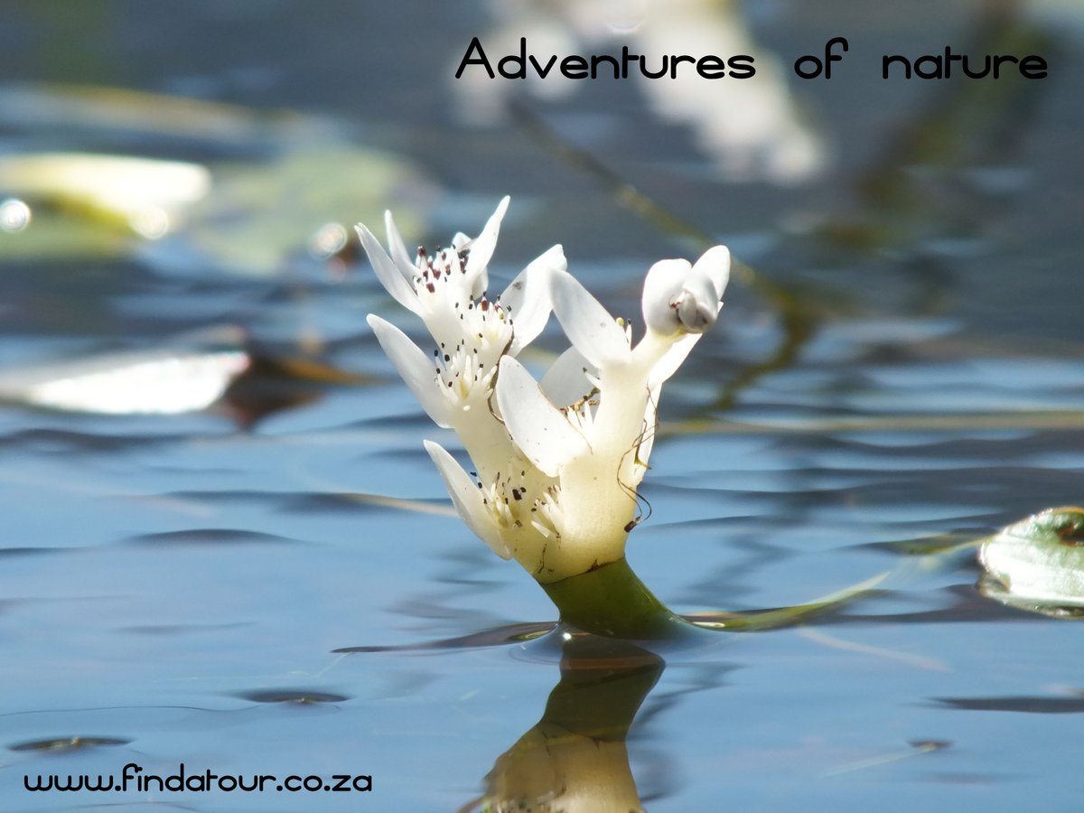 findatour_rsa's tweet photo. Do you see yourself here? Travel the way you want to travel!
Discover a great getaway and relax the soul and enjoy nature with beautiful accommodation and private wine estates on one of our private guided tours - visit Cape Town. https://t.co/YL73QWHwq7 @findatour_rsa #quotes https://t.co/fuDm9pBhBZ