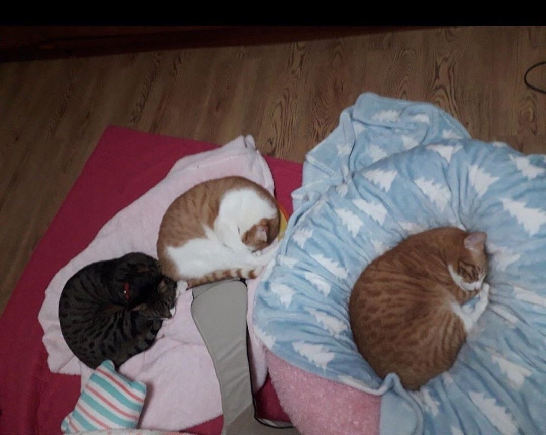 as i am now 21, the same age minho is, i have decided to make a short thread of minho with his cats, because it's my birthday, i love minho, and i love cats. here's lee soonie, lee doongie, lee dori, and lee minho. (3rd pic is, right to left, soonie doongie dori)