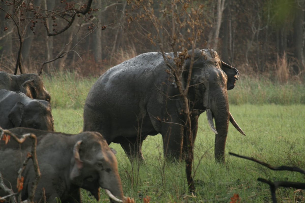 10/ India has an estimated population of about 27,312 elephants- about 55% of the world population. These range in 29 Elephant Reserves spread over 10 elephant landscapes in 14 States, covering about 65,814 sq km of forests in North-East, Central, North-West and South India.