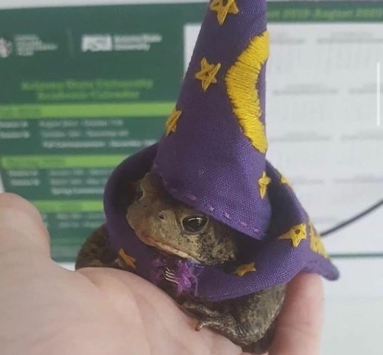 he is attending frogwarts school of frogcraft and fröggery