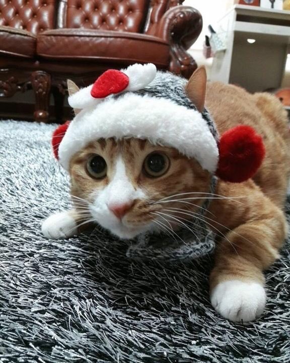 festive soonie and dori the kitten