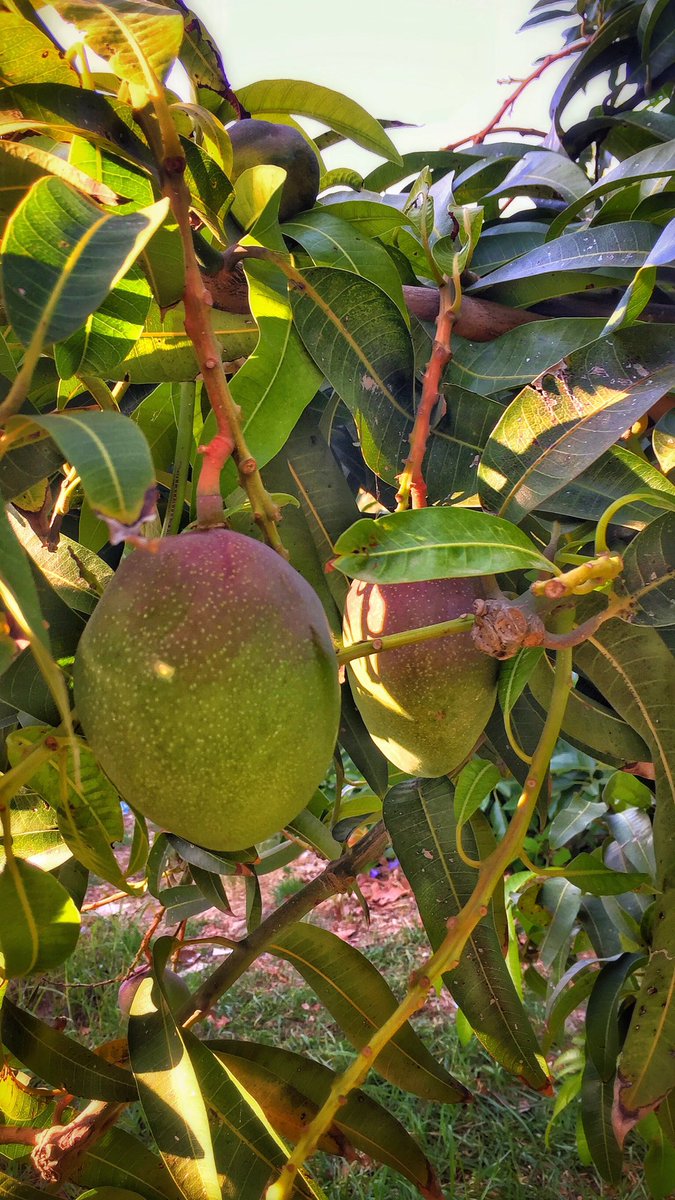 U0ssef's tweet photo. Mango 🥭🇱🇧 #goodmorning https://t.co/C4dCILhKCd