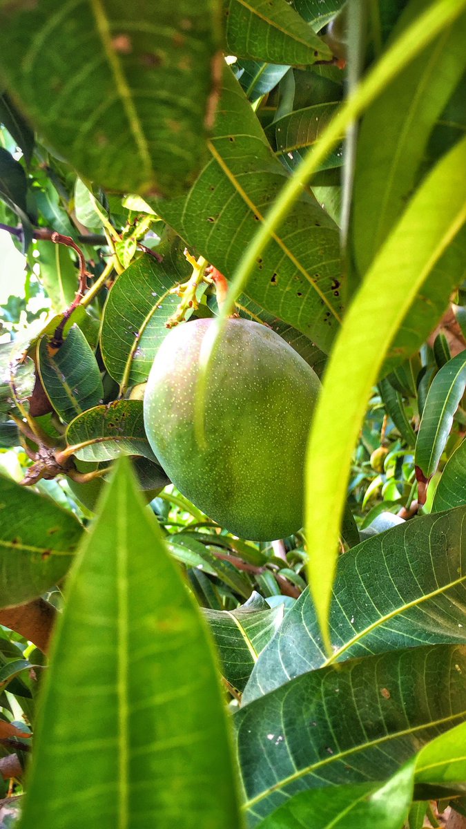 U0ssef's tweet photo. Mango 🥭🇱🇧 #goodmorning https://t.co/C4dCILhKCd