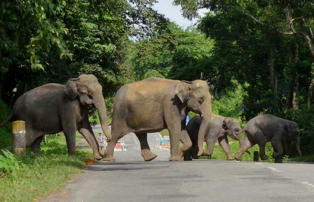 14/ Elephants are threatened today because of poaching as well as loss, shrinkage and degradation of their available habitats due to spread of human settlements, industry, farming, mining, linear infrastructures etc.