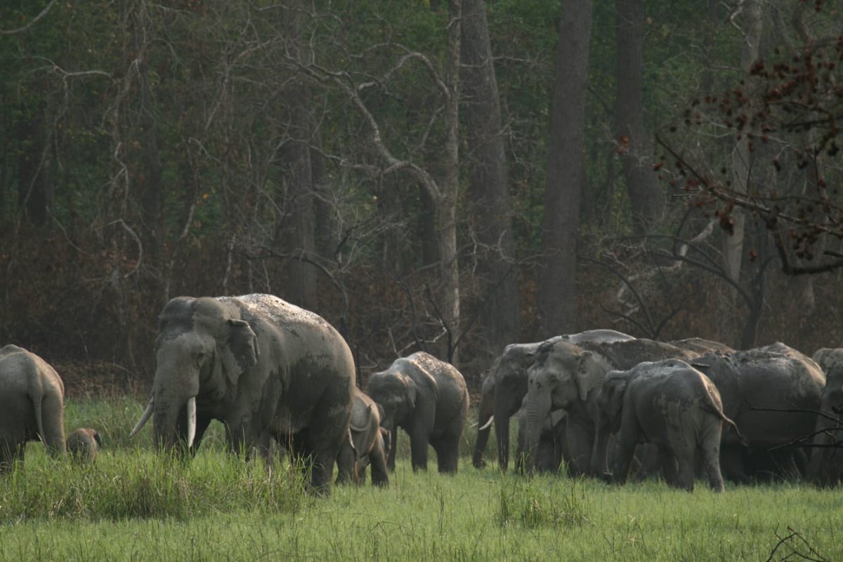 17/ It has long been established that only way to address this ever worsening situation is that key elephant habitats are inter-connected to maximum possible extent to ensure uninterrupted movement of isolated elephant populations, especially without being disturbed by humans.