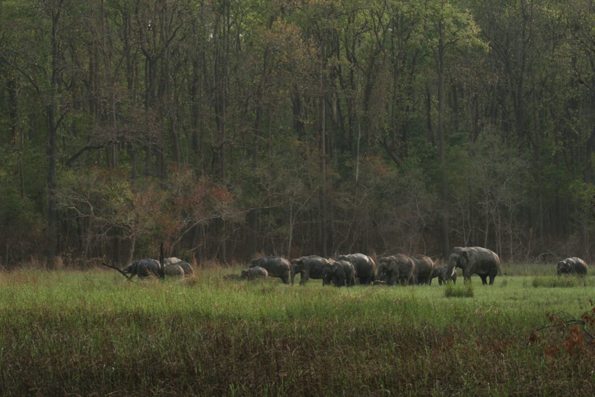 17/ It has long been established that only way to address this ever worsening situation is that key elephant habitats are inter-connected to maximum possible extent to ensure uninterrupted movement of isolated elephant populations, especially without being disturbed by humans.