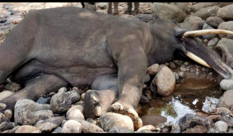 16/ In extreme situations, this conflict results in casualties on both sides. Every year, about 400-450 humans lose their lives due to human-elephant conflicts in India and on an average about 100 elephants are killed by humans in retaliation for damage to life and property.