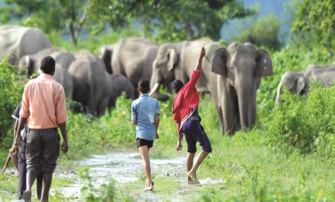 16/ In extreme situations, this conflict results in casualties on both sides. Every year, about 400-450 humans lose their lives due to human-elephant conflicts in India and on an average about 100 elephants are killed by humans in retaliation for damage to life and property.