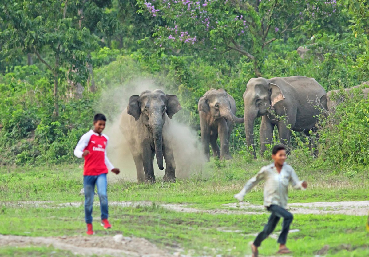 16/ In extreme situations, this conflict results in casualties on both sides. Every year, about 400-450 humans lose their lives due to human-elephant conflicts in India and on an average about 100 elephants are killed by humans in retaliation for damage to life and property.