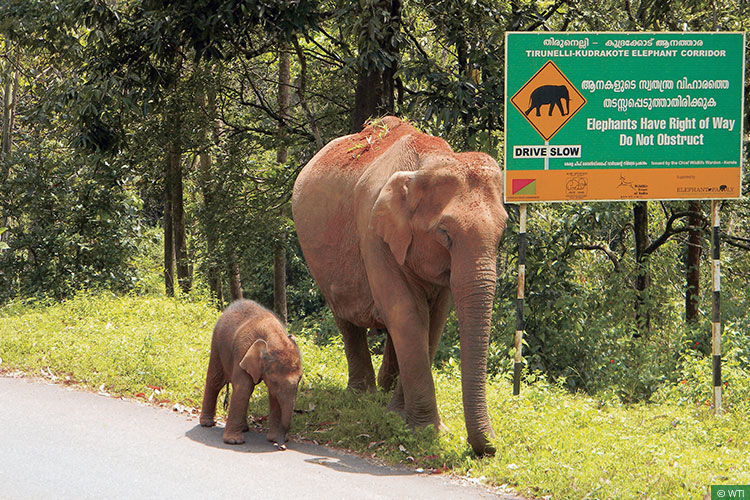 18/ In other words, we need to maintain elephant corridors- linear, narrow, natural habitat linkages between secure elephant habitats along the traditional movement paths of elephants- to allow them to move unhindered and without bringing them in contact or conflict with humans.