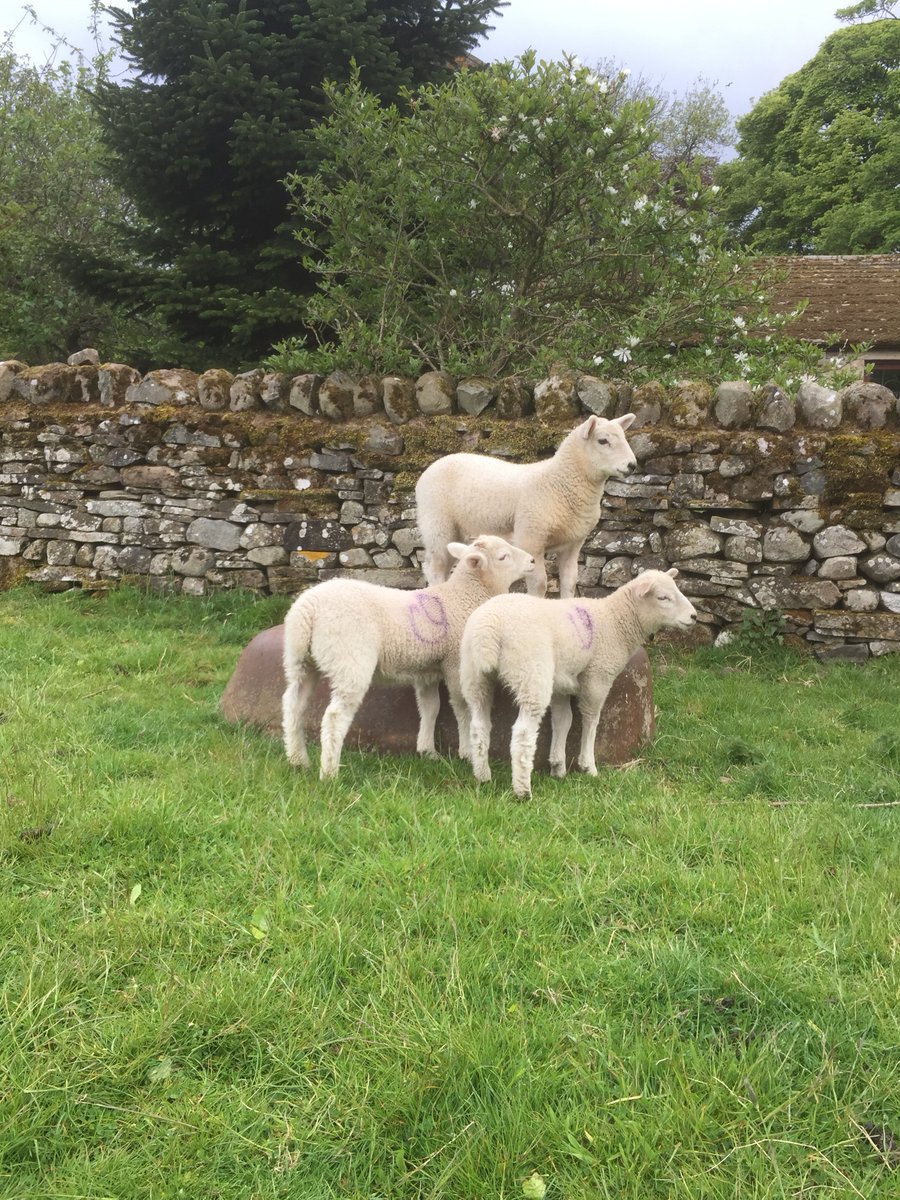 SmallholdersUK's tweet photo. Good morning. Thank you for joining us yesterday - glad to see we're not the only ones with daft lambs.
For the last 4 days, we've talked about what we grow. Today we're going to talk about some of he processes we use to prepare that for the table #ForkToFork https://t.co/dBBi4e9Bh5
