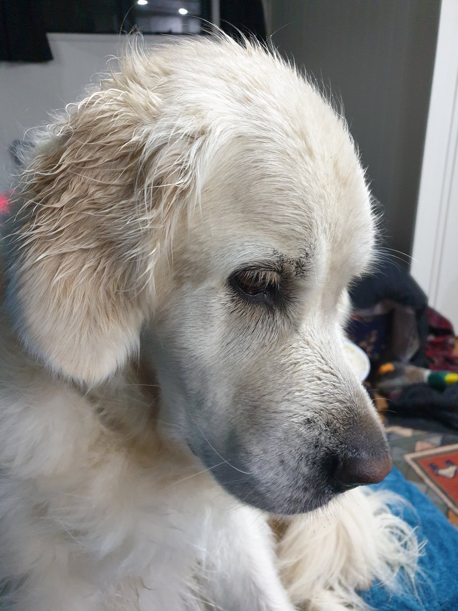 Tui dog tweet media