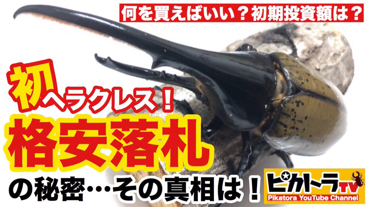 ピカトラ 今さっき 初めてyoutube投稿してみました 初心者なりに動画編集も頑張ってみました 今のとこ視聴者は自分と家族のみです 初心者の初動画編集と投稿 ぜひご視聴をお願いします Rtして頂けると喜びます T Co Fs3uthzd6s ピカトラ 今さっき 初めてyoutube投稿してみました 初心者なりに動画編集も頑張ってみました 今のとこ視聴者は自分と家族のみです 初心者の初動画編集と投稿 ぜひご視聴をお願いします Rtして頂けると喜びます T Co Fs3uthzd6s