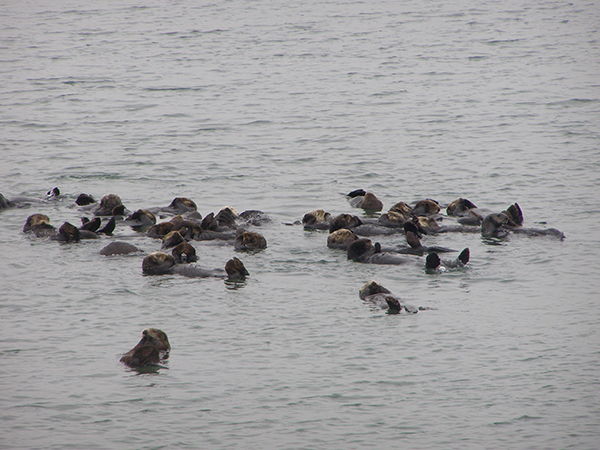 It's a good thing sea otters can still gather in groups! dailyotter.org/posts/2020/7/4… 📸: @elkhornslough