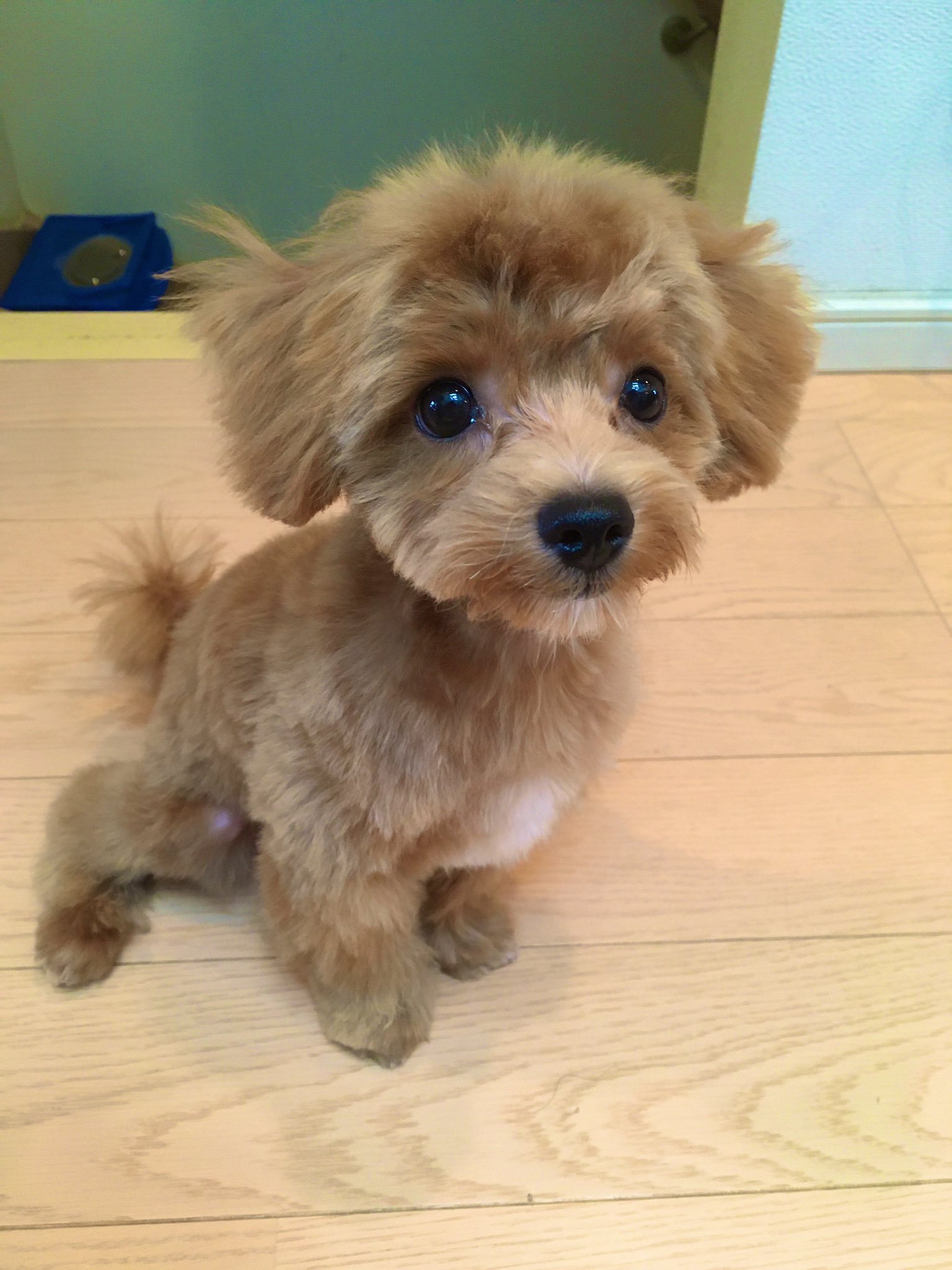 Mumu マルプー 初トリミング 前のモフモフも捨てがたいけど こちらもすっきりパピー感強めで可愛い マルプー トイプードル マルチーズ 犬好きさんと繋がりたい トリミング Mumu マルプー 初トリミング 前のモフモフも捨てがたいけど こちらもすっきりパピー感強めで可愛い マルプー トイプードル マルチーズ 犬好きさんと繋がりたい トリミング