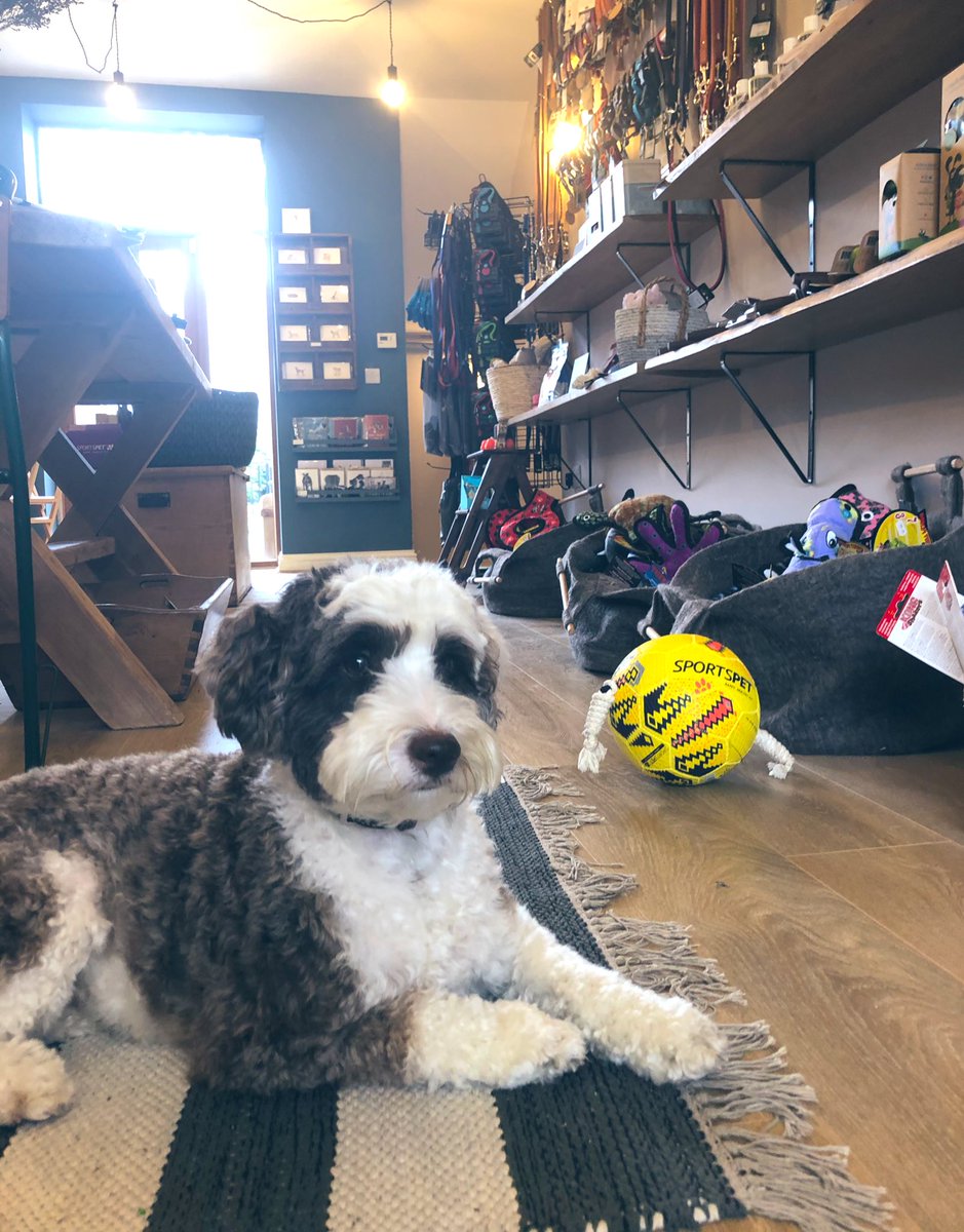 bemorebob2's tweet photo. Open today, looking forward to meeting you! ❤️🐾
#Cheltenham #Cheltenhamshopping #Cotswolds #Ourchelt #Cheltenhamdogs #dogsoftwitter https://t.co/QPlhA9Mcau
