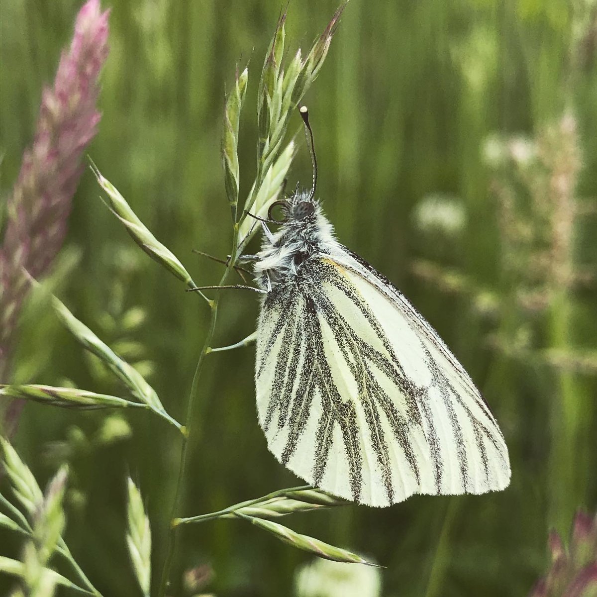 If you feel inspired to stand up for our native meadows you can get involved by signing  @plantlife's petition, spreading the word, brushing up your wildflower ID skills and checking out these fantastic accounts:  @BSBIbotany  @wildflower_hour  @botany_beck  @LeifBersweden (10/11)