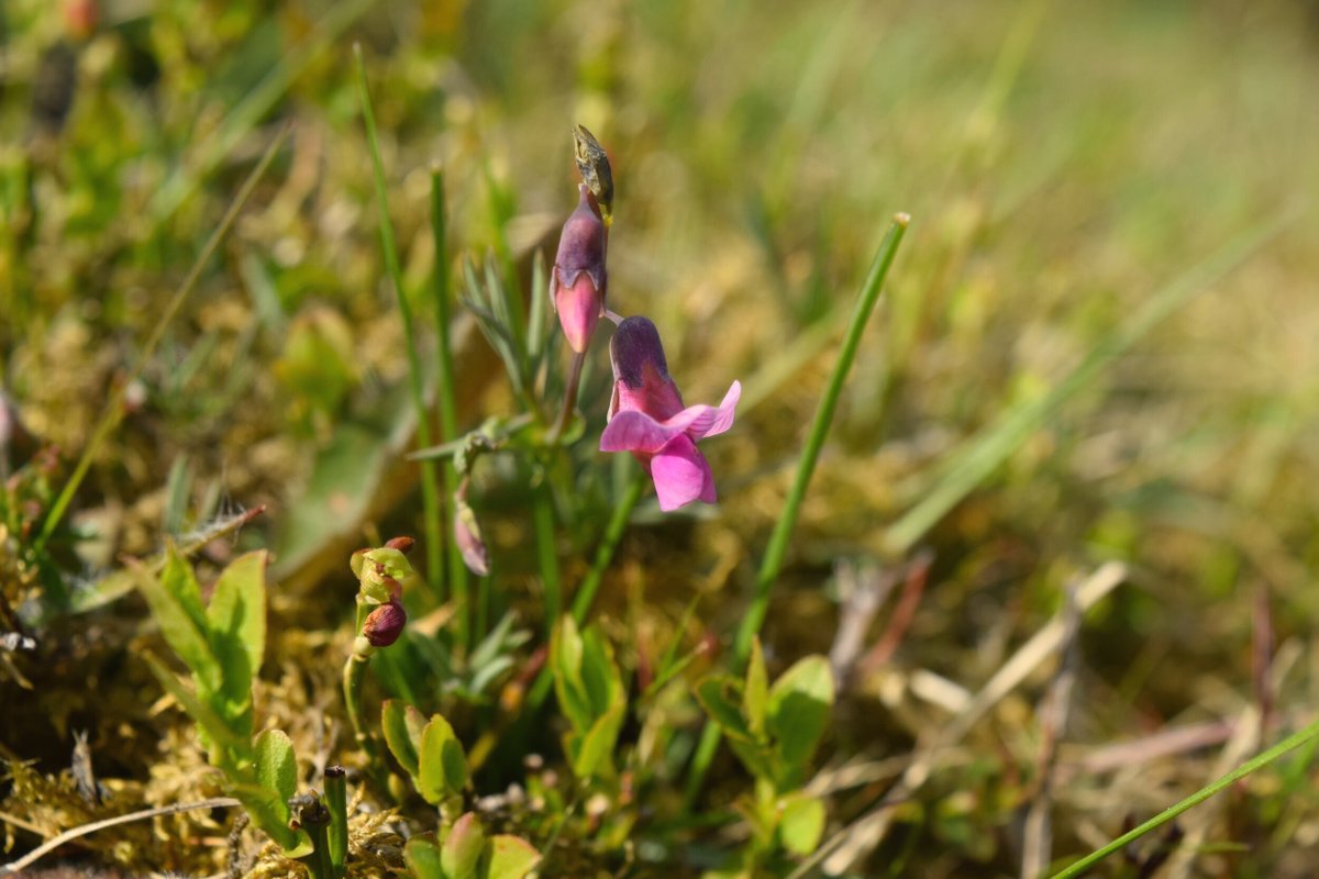 If you feel inspired to stand up for our native meadows you can get involved by signing  @plantlife's petition, spreading the word, brushing up your wildflower ID skills and checking out these fantastic accounts:  @BSBIbotany  @wildflower_hour  @botany_beck  @LeifBersweden (10/11)