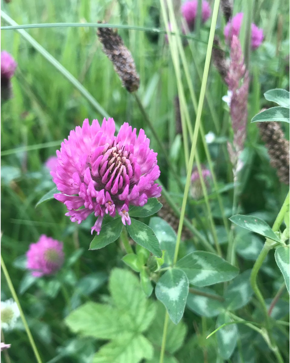 If you feel inspired to stand up for our native meadows you can get involved by signing  @plantlife's petition, spreading the word, brushing up your wildflower ID skills and checking out these fantastic accounts:  @BSBIbotany  @wildflower_hour  @botany_beck  @LeifBersweden (10/11)