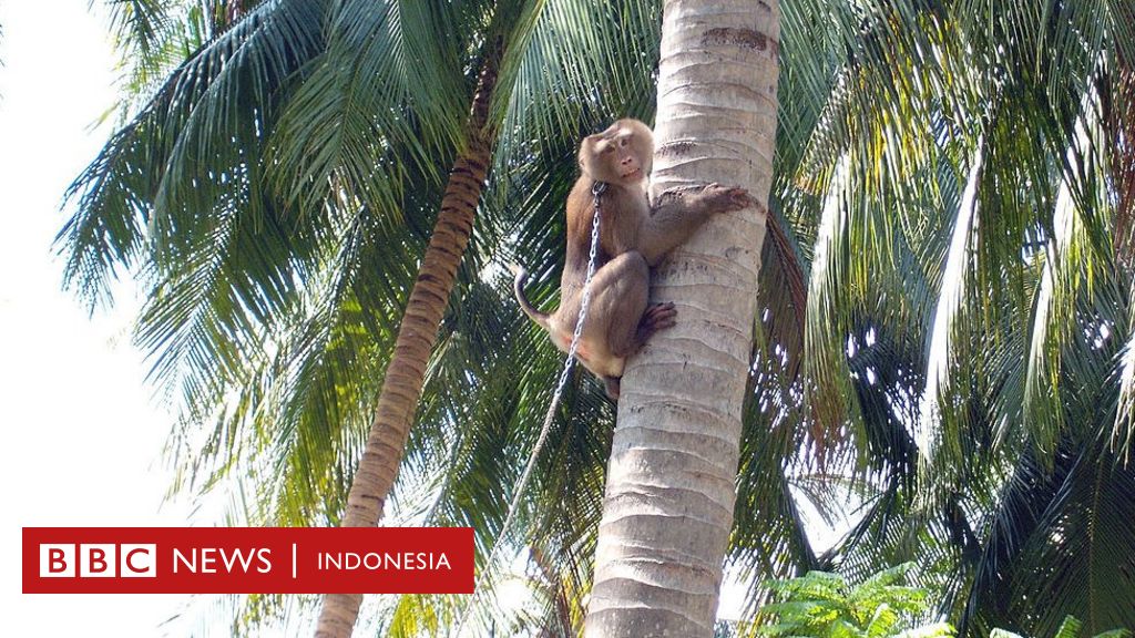 BBCIndonesia's tweet photo. Supermarket Inggris tarik produk kelapa yang dipetik monyet https://t.co/c75diHG858 https://t.co/Y0OThCfPKo