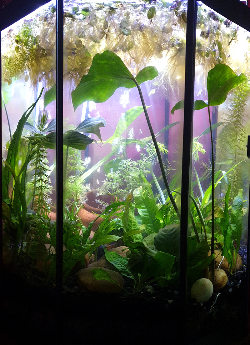 Also, while I was there, I picked up some more plants for my vacant octagon.I'm thinking of trying my luck with a trio of sparkling gouramis and some ember tetras, once my fish shop has them in, and I feel like the little gouramis might need the additional plant density.
