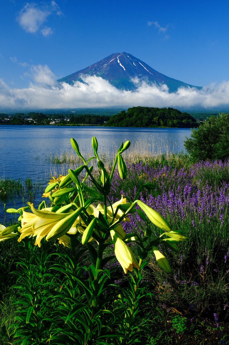 Fujiyama บนทว ตเตอร 先日の富士山麓で出会った 花と富士山です 貴重な梅雨の晴れ間でした 全て縦版なのでスマホの待受にでも使って下さい 富士山 花 壁紙 縦位置