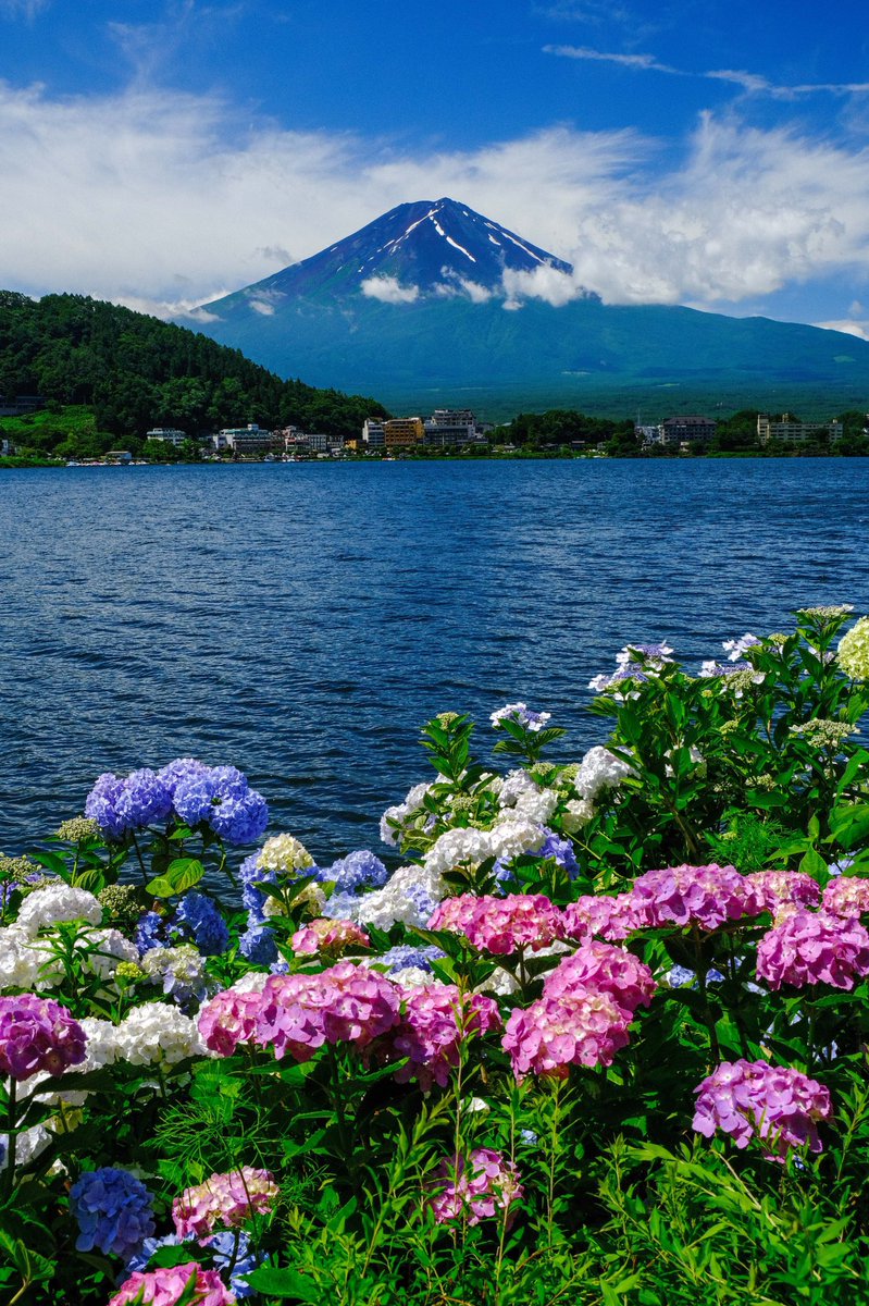 Fujiyama บนทว ตเตอร 先日の富士山麓で出会った 花と富士山です 貴重な梅雨の晴れ間でした 全て縦版なのでスマホの待受にでも使って下さい 富士山 花 壁紙 縦位置