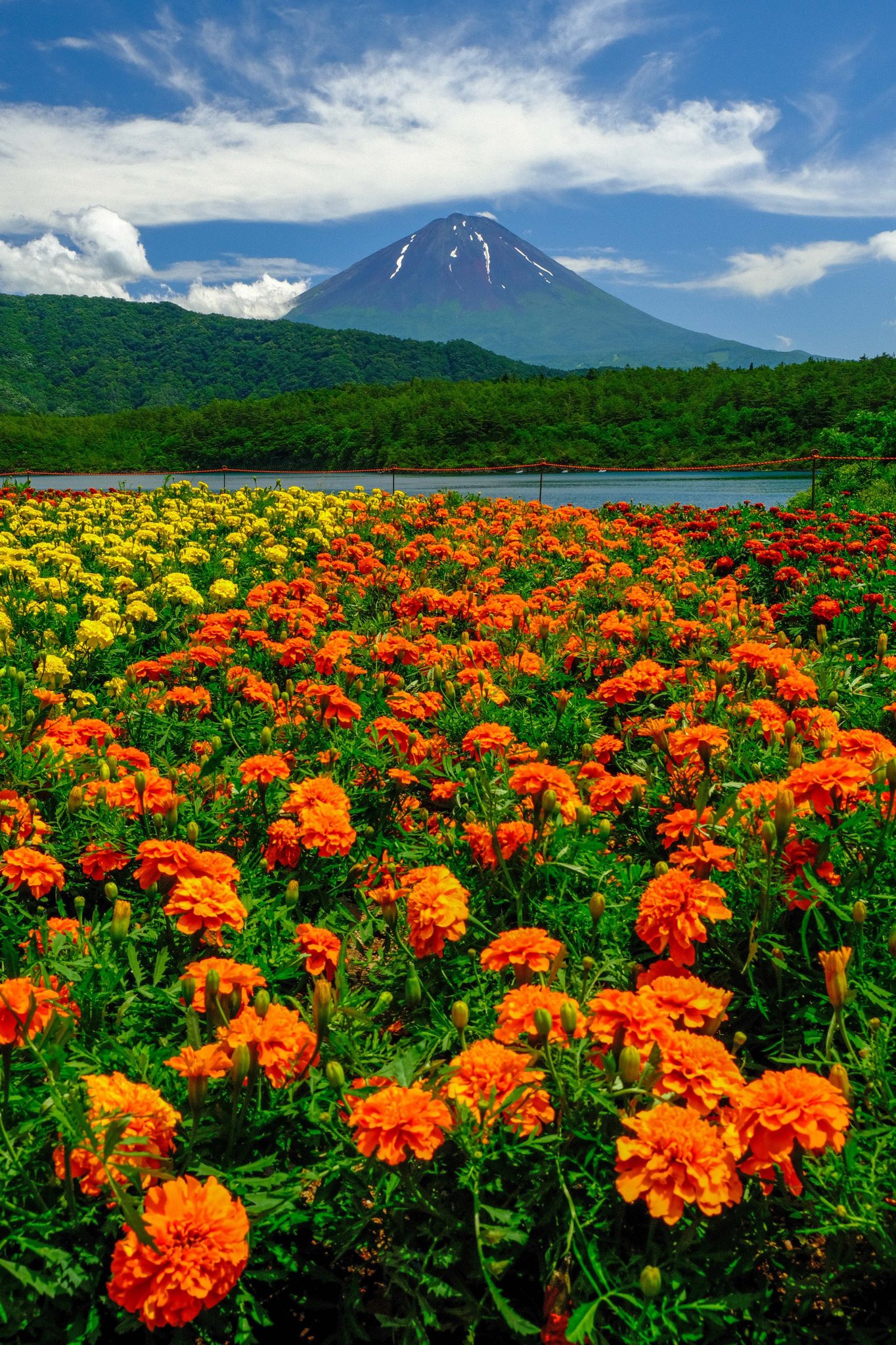 Fujiyama 先日の富士山麓で出会った 花と富士山です 貴重な梅雨の晴れ間でした 全て縦版なのでスマホの待受にでも使って下さい 富士山 花 壁紙 縦位置 T Co Wcuq4skkmr Twitter