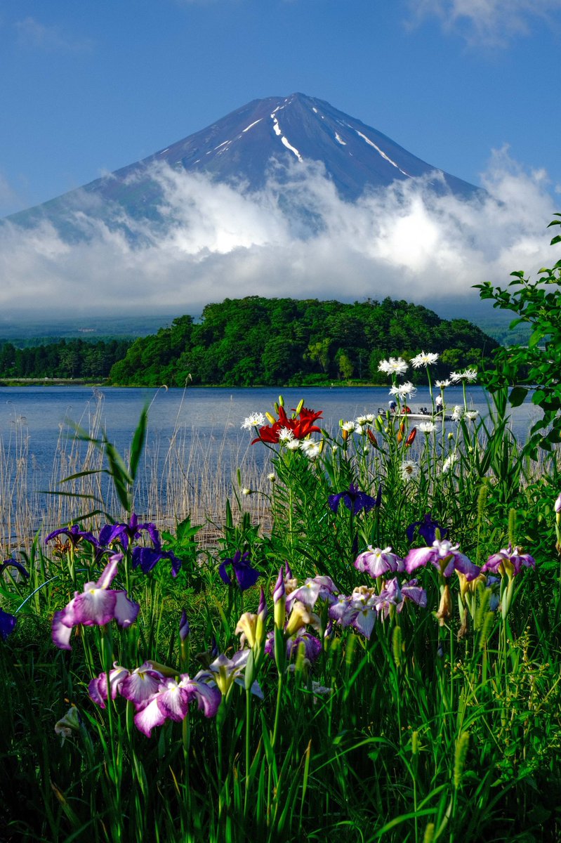 Fujiyama 先日の富士山麓で出会った 花と富士山です 貴重な梅雨の晴れ間でした 全て縦版なのでスマホの待受にでも使って下さい 富士山 花 壁紙 縦位置