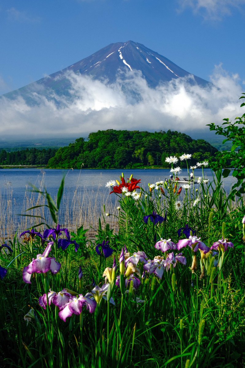 Fujiyama บนทว ตเตอร 先日の富士山麓で出会った 花と富士山です 貴重な梅雨の晴れ間でした 全て縦版なのでスマホの待受にでも使って下さい 富士山 花 壁紙 縦位置