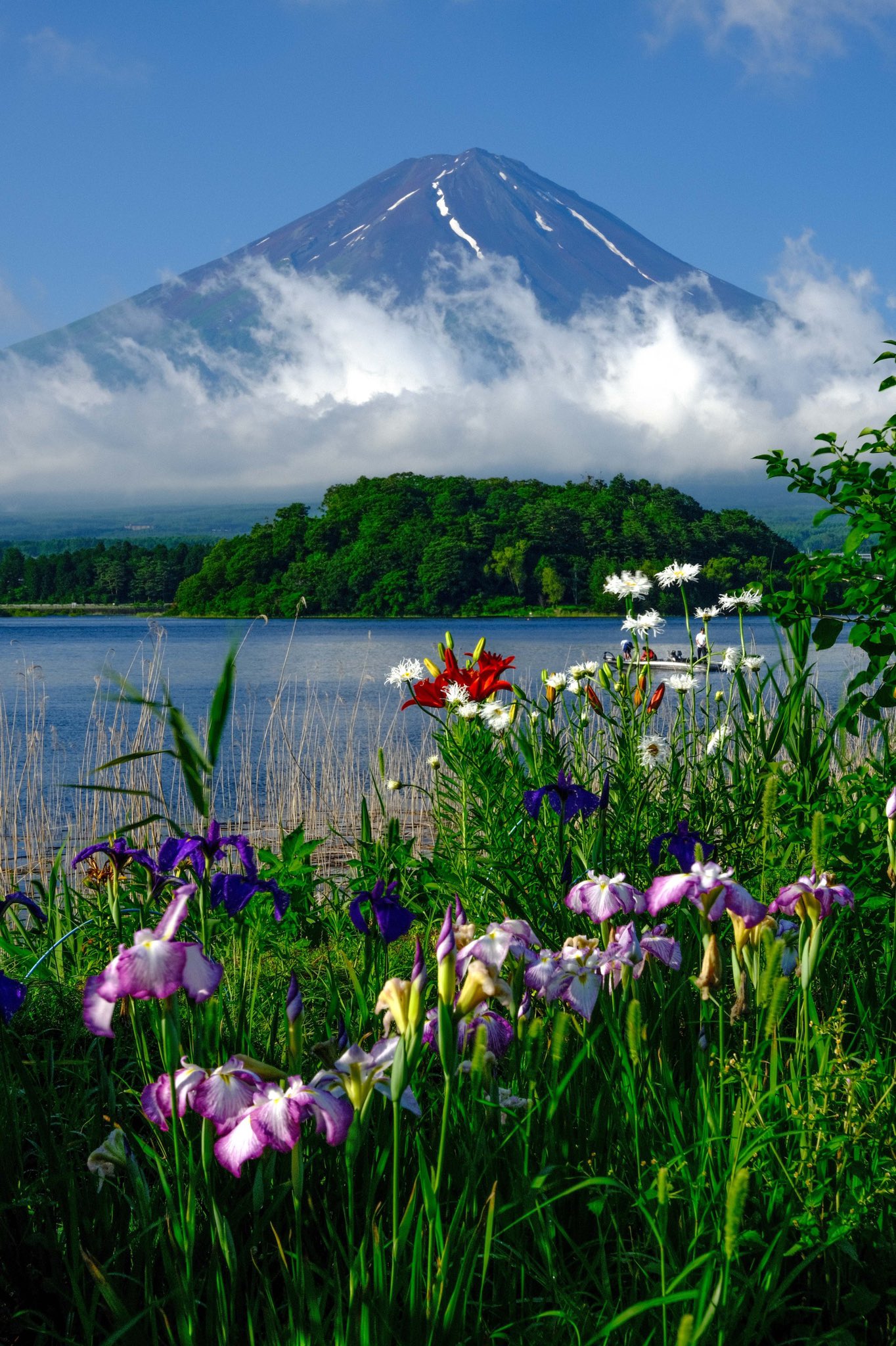 Fujiyama 先日の富士山麓で出会った 花と富士山です 貴重な梅雨の晴れ間でした 全て縦版なのでスマホの待受にでも使って下さい 富士山 花 壁紙 縦位置 T Co Wcuq4skkmr Twitter