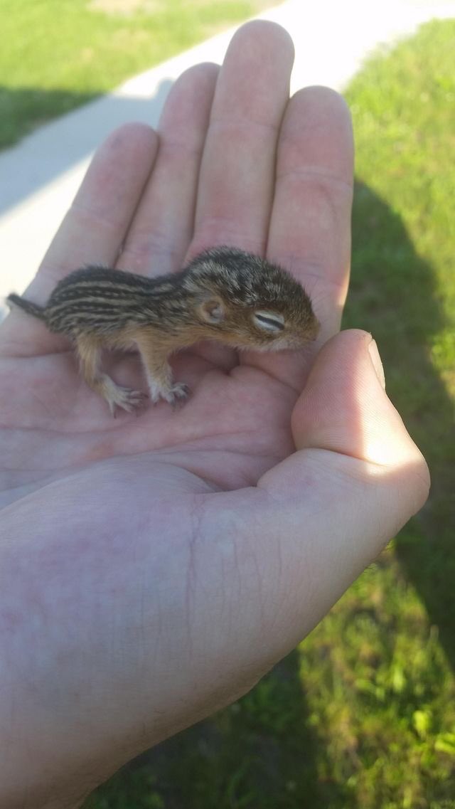 癒しチャンネル リスの赤ちゃんってめっちゃ可愛いですよね