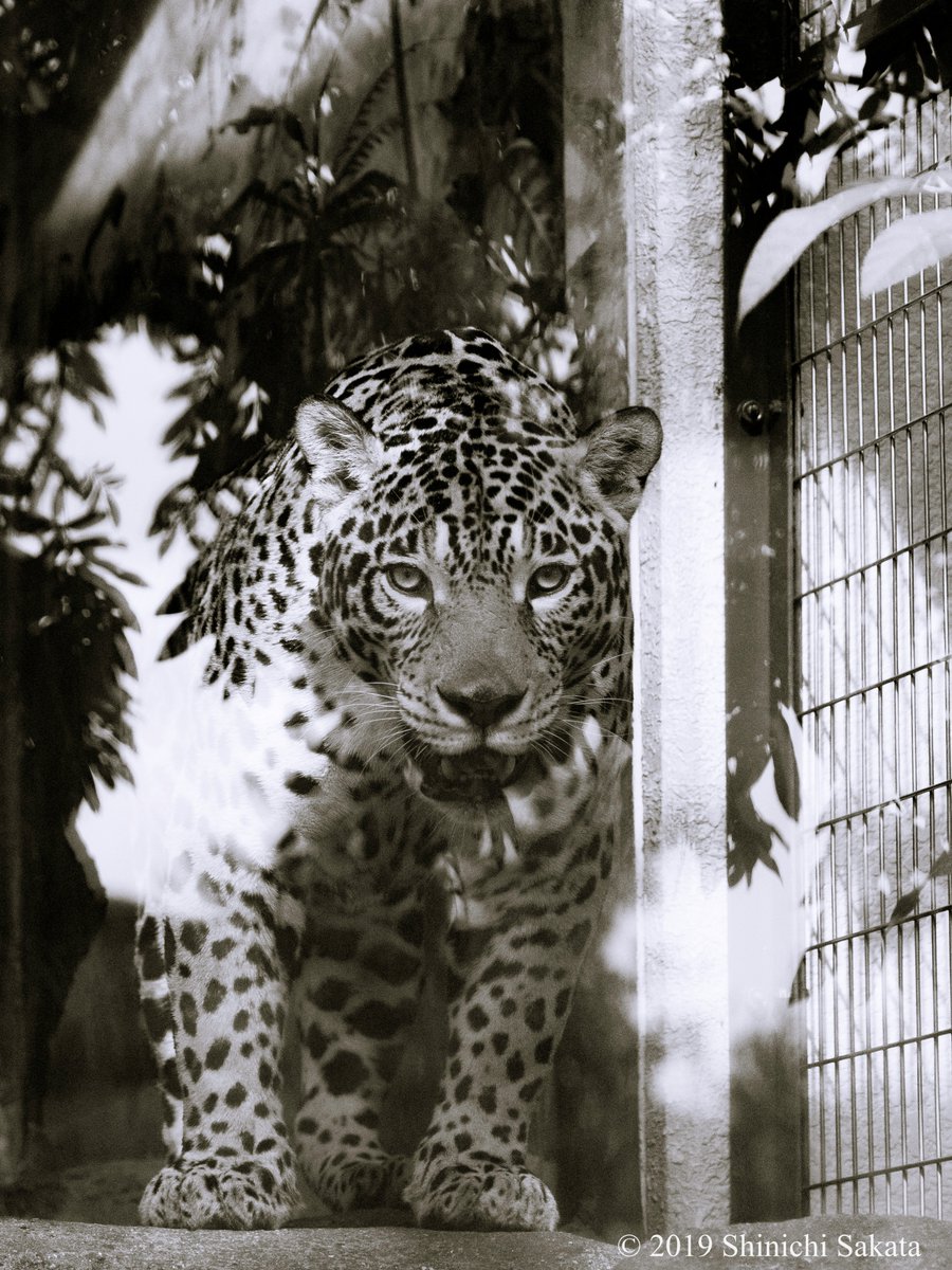 動物園写真家 阪田真一 サカタシンイチ على تويتر 天王寺動物園のジャガーさん カッコいいですよね 横顔に牙 ジャガー ってイメージしませんか 天王寺動物園のジャガーさんはガラスの映り込みもカッコよく撮れるんですよね 天王寺動物園 ジャガー 動物園写真