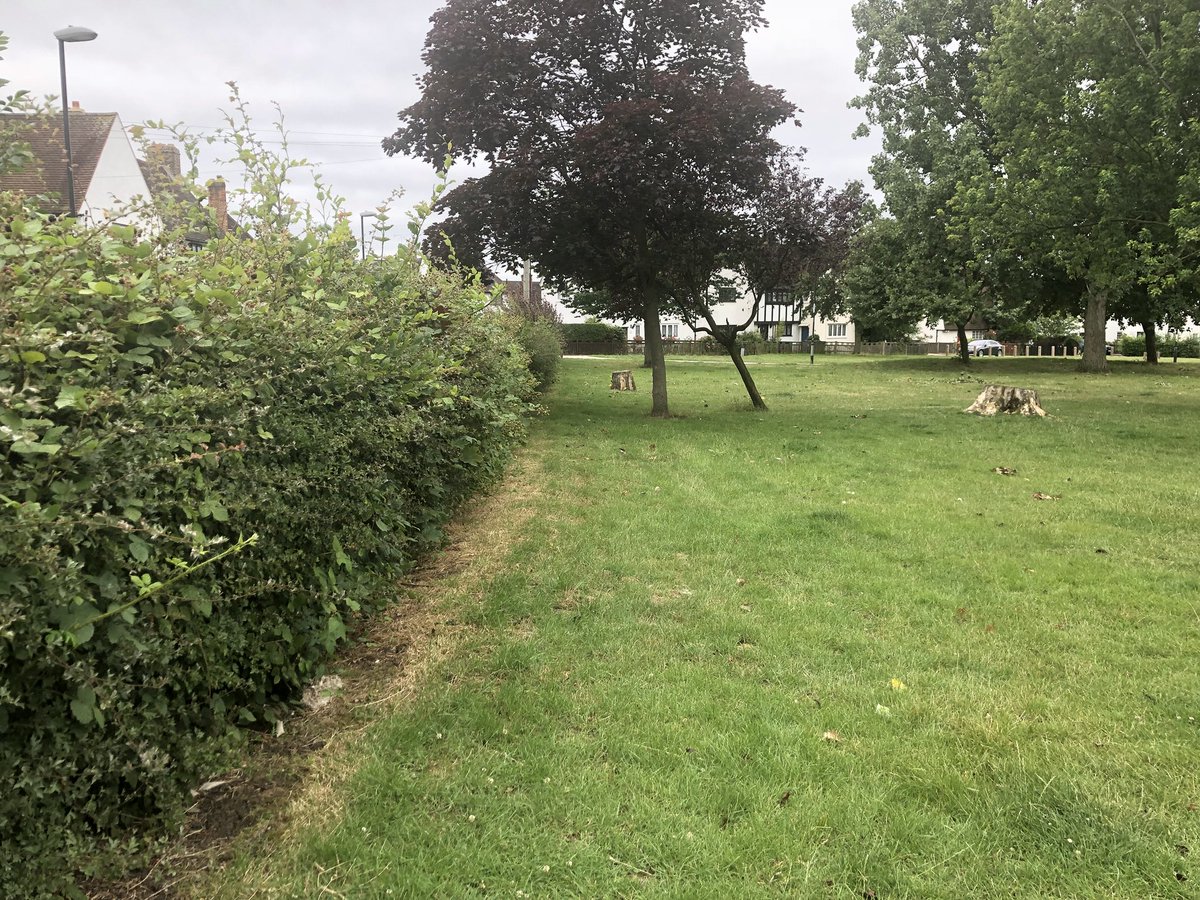 Spencer_Drury's tweet image. Lovelace Green is a lovely space in the middle of the @ProgressEstate but the bushes are now badly overgrown.  I’ve been in touch with @Royal_Greenwich Council to ask for them to be cut back. @ElthamMatters