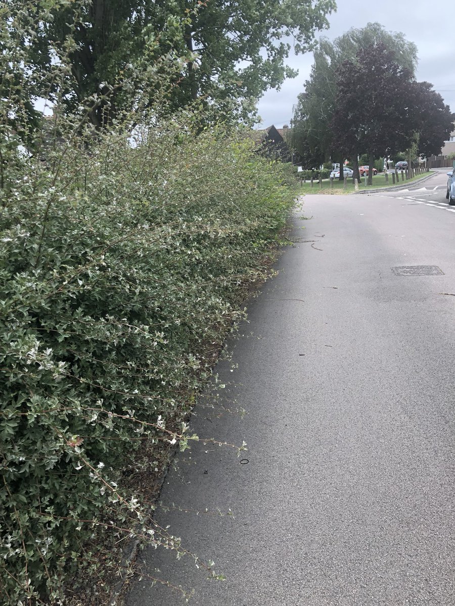 Spencer_Drury's tweet image. Lovelace Green is a lovely space in the middle of the @ProgressEstate but the bushes are now badly overgrown.  I’ve been in touch with @Royal_Greenwich Council to ask for them to be cut back. @ElthamMatters