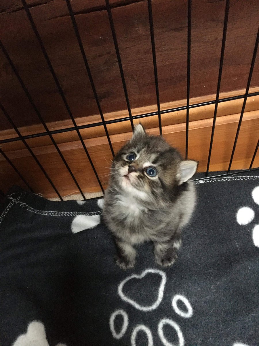 PulpKetchup's tweet photo. 27 days to go. #Caturday #kitten #namethatkitten https://t.co/1p5BYB0YD9